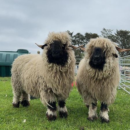 הוילה Glampods Glamping Pod - Meet Highland Cows And Sheep אלג'ין מראה חיצוני תמונה