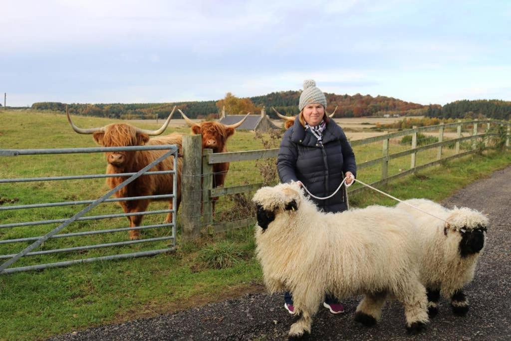 הוילה Glampods Glamping Pod - Meet Highland Cows And Sheep אלג'ין מראה חיצוני תמונה