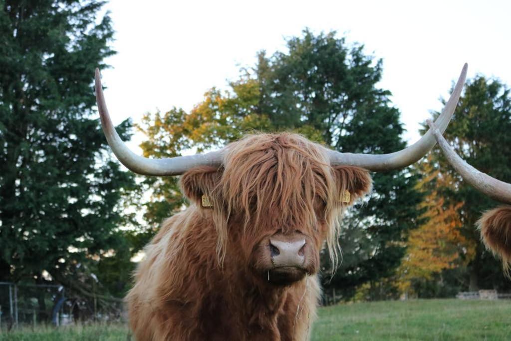 הוילה Glampods Glamping Pod - Meet Highland Cows And Sheep אלג'ין מראה חיצוני תמונה