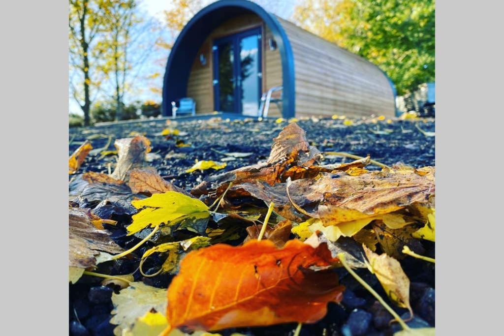 הוילה Glampods Glamping Pod - Meet Highland Cows And Sheep אלג'ין מראה חיצוני תמונה